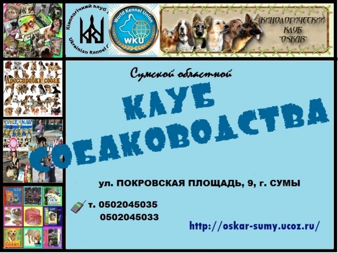 Приглашаем в клуб собаководства - изображение 1
