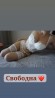 Запорожье Чекаю на тебе в гості котик.