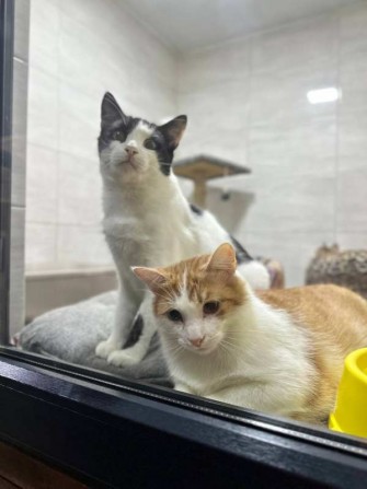 Ветклініка "SOS" - доступна допомога тваринам! - изображение 1